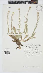 Image result for Helichrysum cephaloideum