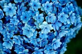 Collection 145 photos 26 videos. Hydrangea 1 Blue Flower Wallpaper Blue Flowers Background Blue Flower Pictures