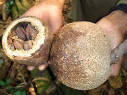 Brazil nut trees are grown in peru and bolivia as well as in brazil. Where Do Brazil Nuts Come From Tropical Botany