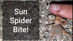 The hotter the better, but they are adaptive. Crazy Cody S Creatures Sun Spider Bite Youtube