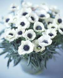 The Surprising Meanings Behind Your Favorite Flowers Flower Meanings Anemone Flower Flower Words