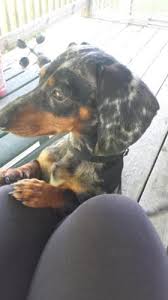 This group is for lovers & dachshund breeders. Miniature Dapple Dachshund Available For Stud For Sale In Indianapolis Indiana Classified Americanlisted Com
