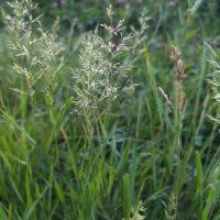Image result for Agrostis pilgeriana