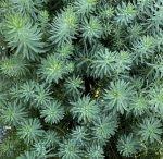 Image result for Euphorbia dedzana