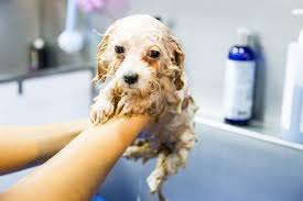 Once a month with a gentle puppy shampoo is enough. Purchase Can You Wash A Puppy In Baby Shampoo Up To 65 Off