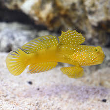 Goby fish originate in brackish water environments around the world. Yellow Watchman Goby Saltwater Aquarium Fish For Marine Aquariums