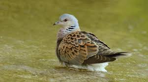 Flora & fauna chile ltda. Calendario Venatorio Della Campania Le Richieste Di Cacciatori E Agricoltori Caccia Magazine