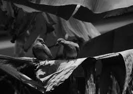 Love birds. Someway somehow doves lay two eggs only, mate only one mate,  and keep single when one dies. When you see one dive, wait and watch.  Another is nearby. I guess. #