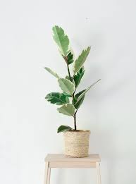 Check spelling or type a new query. The 15 Best Indoor Plants For Minimalist Homes Interior Plants Bedroom Plants Plant Decor