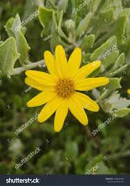 Image result for Chrysanthemoides