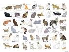 Cat Breeds | Purina