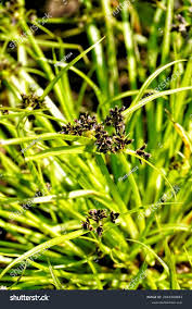 Image result for Cyperus sphacelatus