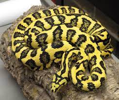 Carpet Pythons Beautiful Snakes Snake Snake Lovers