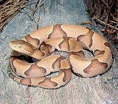 Copperhead Venomous Poisonous Snakes Snake Reptiles And Amphibians