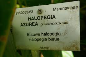 Image result for Halopegia