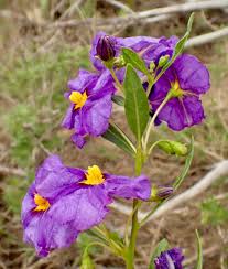Image result for Lycianthes rantonnetii