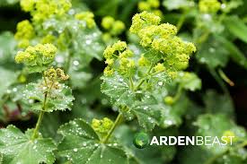 Image result for Alchemilla microbetula
