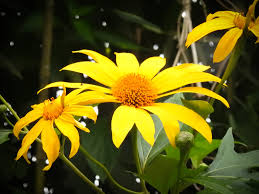 Image result for Tithonia diversifolia