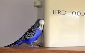 Budgies Feeding Vca Animal Hospital