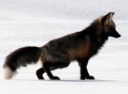 Black And Orange Fox Name Red Fox With A Rare Black Coat Hunting In Lamar Valley Photo By Pauline Murrill Red Foxes Usually Live Up To Their Name In Terms Of The Fox Red Fox