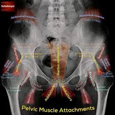 Maybe you would like to learn more about one of these? 9 Pelvis Ideas Medical Anatomy Body Anatomy Anatomy