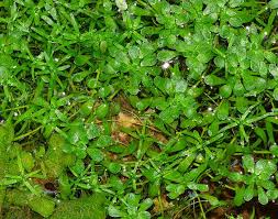 Image result for Callitriche