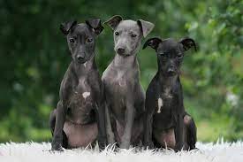 Italian Greyhound Puppies For Sale Akc Puppyfinder