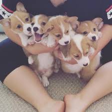 We are expecting a litter in late august 2020. Charming Corgi Puppies Available For Sale For Sale In Dallas Texas Classified Americanlisted Com