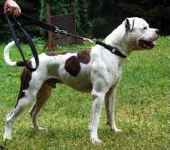 Homeward Bound The Incredible Journey Film Chance American Bulldog Puppies American Bulldog Scott American Bulldog