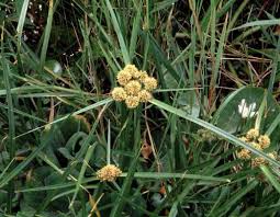 Image result for Oxycaryum