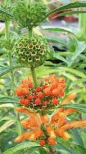 Image result for Leonotis decadonta