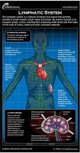 Surprise Scientists Discover The Human Brain Has A Lymphatic System Lymphatic System Lymph System Lymphatic
