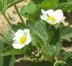 Coming from the same family, rosacae, it is of a different genus: Strawberry Flowers All You Need To Know