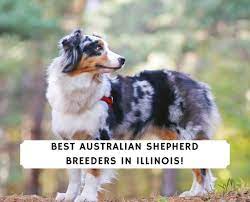 Mini australian shepherd dogs and puppies from illinois breeders by dogsnow. 5 Best Australian Shepherd Breeders In Illinois 2021 We Love Doodles