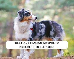 If you would like to expand your search outside of australian shepherd puppies listed in chicago, illinois, then perhaps you would be interested in the following. 5 Best Australian Shepherd Breeders In Illinois 2021 We Love Doodles