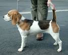 Beagle Dog Breed Profile | Petfinder