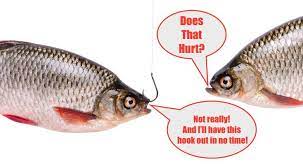 The Truth About Leaving A Fishing Lure In A Fish S Mouth Study Fish Fishing Quotes Funny Funny Fishing Memes