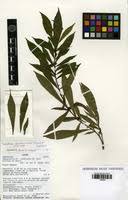 Image result for Massularia acuminata