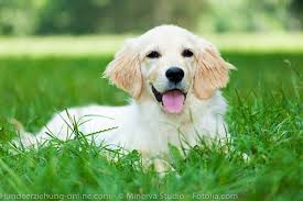 Wenn Hunde Zu Schafen Werden Warum Hunde Gras Fressen Hunde Schafe Hunde Fotos