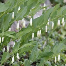 Vielblutige Weisswurz Waldstaude Mit Tollem Blutenschmuck Pflanzen Garten Pflanzen Wiesenblumen