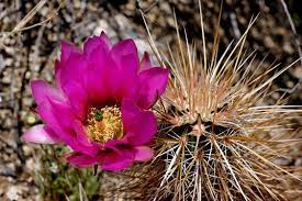 Choose your favorite hedgehog cactus designs and purchase them as wall art, home decor, phone cases, tote bags, and more! Echinocereus Engelmannii Usa California San Diego Co More Pictures At Http Www Echinocereus De Cactus Plants Cacti And Succulents Cactus Flower