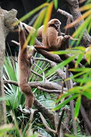 PLUM STREET SAMPLERS: Field Trip