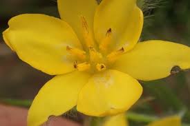 Image result for Hypoxis rigidula