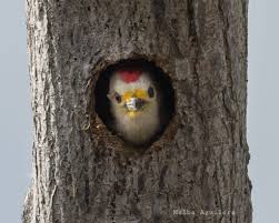 Image result for Pycreus melas