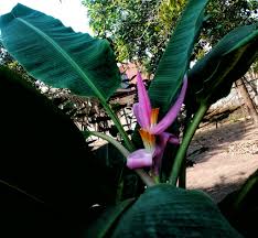 Image result for Musa ornata