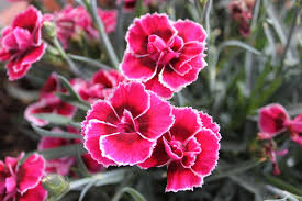 Mar 23, 2020 · gardeners can propagate dianthus from seeds indoors or sow then directly into flowerbeds. Dianthus How To Grow And Care Dazzling Dianthus Flowers
