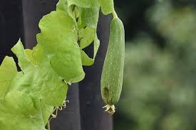 Imp Scientific Names Of Vegetables With Pictures English Hindi Names Name Of Vegetables Antioxidants Benefits Skin Anti Oxidant Foods