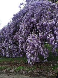 Wisteria sinensis showy, large clusters of sweetly fragrant purple flowers in spring are followed by large, compound, dark green leaves on vigorous twining stems. What A Beautiful Wisteria In Weatherford Texas March 27 2018 Climbing Flowers Wisteria Tree Texas Garden Ideas
