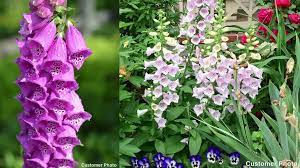 The name foxgloves (digitalis) has always intrigued me. Camelot Lavender Foxglove Digitalis American Meadows