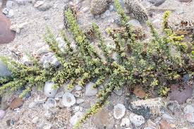 Image result for Suaeda vermiculata